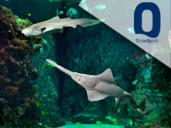 Oceanopolis - Brest