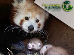 Parc animalier d'Auvergne - Issoire