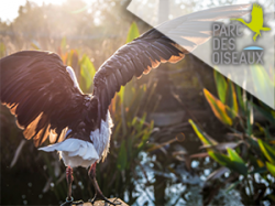 Parc des Oiseaux - Lyon
