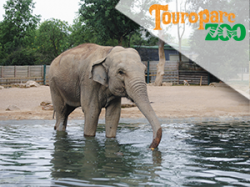 Touroparc Zoo - Mâcon