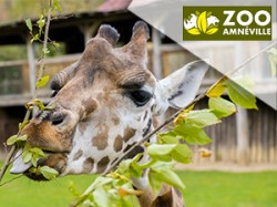 Zoo d'Amnéville - Thionville