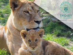 Thoiry Zoo Safari - Versailles